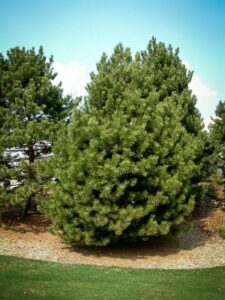 Сосна Чёрная (Pinus Nigra) купить по цене от 270.00р. в интернет-магазине «Посадика» с доставкой почтой в в Колпашевое и по всей России – [изображение №1].