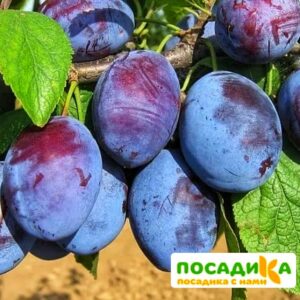 Слива Чачакская ранняя купить по цене от 229.00р. в интернет-магазине «Посадика» с доставкой почтой в в Колпашевое и по всей России – [изображение №1].