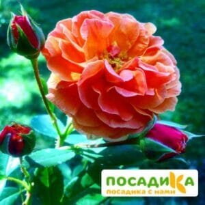 Роза Арабия купить по цене от 350.00р. в интернет-магазине «Посадика» с доставкой почтой в в Колпашевое и по всей России – [изображение №1].