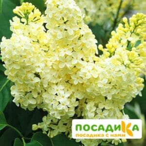 Сирень Примроуз (Primrose) купить по цене от 529.00р. в интернет-магазине «Посадика» с доставкой почтой в в Колпашевое и по всей России – [изображение №1].