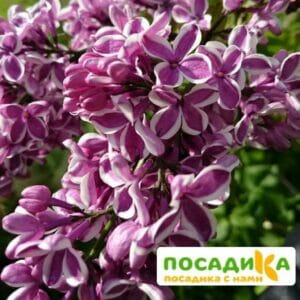 Сирень Сенсация купить по цене от 529.00р. в интернет-магазине «Посадика» с доставкой почтой в в Колпашевое и по всей России – [изображение №1].