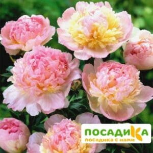 Пион Распберри Сандей (Paeonia Raspberry Sundae) купить по цене от 959р. в интернет-магазине «Посадика» с доставкой почтой в в Колпашевое и по всей России – [изображение №1].