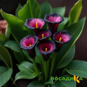 Калла Аура Лейс купить по цене от 400р. в интернет-магазине «Посадика» с доставкой почтой в в Колпашевое и по всей России – [изображение №1].