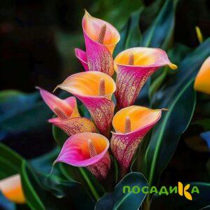 Калла Оникс купить по цене от 450р. в интернет-магазине «Посадика» с доставкой почтой в в Колпашевое и по всей России – [изображение №1].