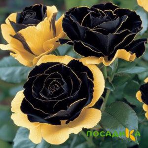 Роза Ханни Сикл купить по цене от 700р. в интернет-магазине «Посадика» с доставкой почтой в в Колпашевое и по всей России – [изображение №1].