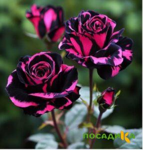 Роза Багровый Шепот купить по цене от 366р. в интернет-магазине «Посадика» с доставкой почтой в в Колпашевое и по всей России – [изображение №1].