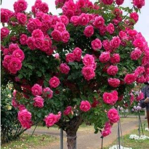 Роза Версаля купить по цене от 232р. в интернет-магазине «Посадика» с доставкой почтой в в Колпашевое и по всей России – [изображение №1].