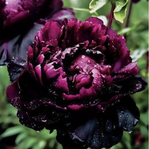 Пион Темный Сад купить по цене от 421р. в интернет-магазине «Посадика» с доставкой почтой в в Колпашевое и по всей России – [изображение №1].