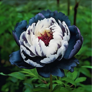 Пион Древовидный Инь-Янь купить по цене от 419р. в интернет-магазине «Посадика» с доставкой почтой в в Колпашевое и по всей России – [изображение №1].