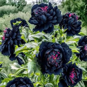 Пион древовидный Сердце Афродиты купить по цене от 600р. в интернет-магазине «Посадика» с доставкой почтой в в Колпашевое и по всей России – [изображение №1].