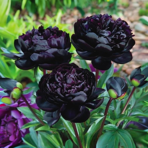 Пион Королевский Бархат купить по цене от 419р. в интернет-магазине «Посадика» с доставкой почтой в в Колпашевое и по всей России – [изображение №1].