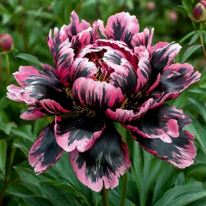 Пион Дроп Руби купить по цене от 469р. в интернет-магазине «Посадика» с доставкой почтой в в Колпашевое и по всей России – [изображение №1].