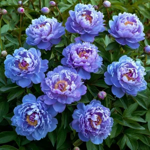 Пион Голубой лотос купить по цене от 590р. в интернет-магазине «Посадика» с доставкой почтой в в Колпашевое и по всей России – [изображение №1].