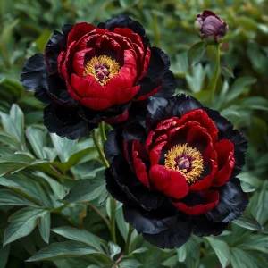 Пион Эбеновый Рубин купить по цене от 419р. в интернет-магазине «Посадика» с доставкой почтой в в Колпашевое и по всей России – [изображение №1].