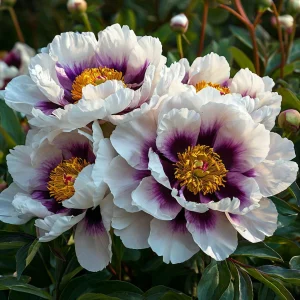 Пион Эко Саммер купить по цене от 548р. в интернет-магазине «Посадика» с доставкой почтой в в Колпашевое и по всей России – [изображение №1].