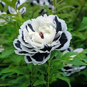 Пион Монохромный Шик купить по цене от 429р. в интернет-магазине «Посадика» с доставкой почтой в в Колпашевое и по всей России – [изображение №1].